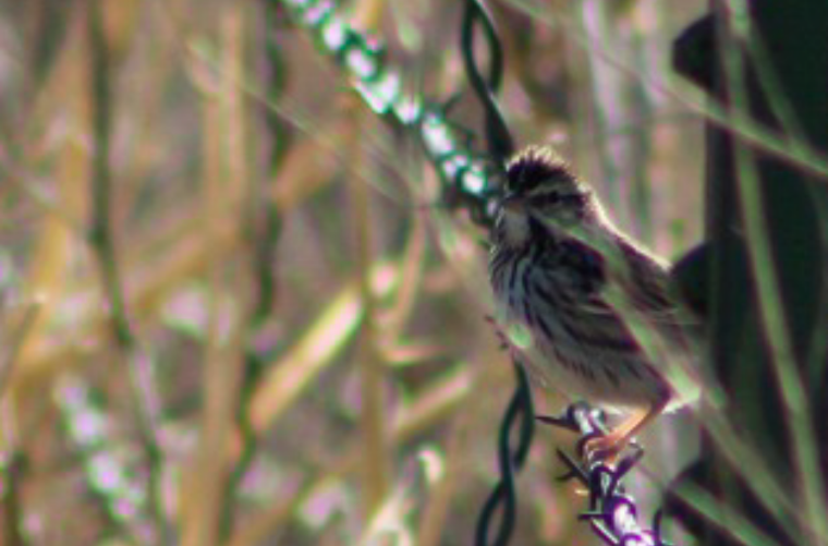 Savannah Sparrow - ML210695501