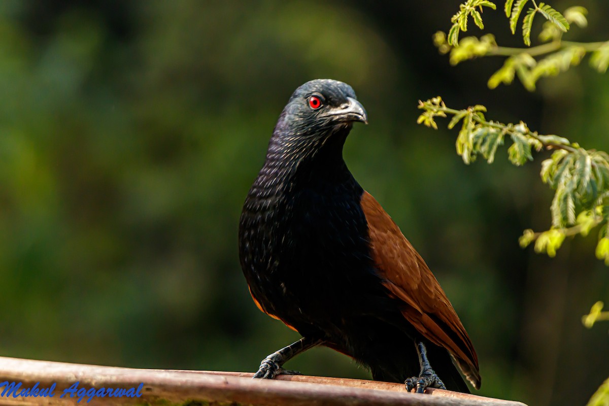 Greater Coucal - ML210698151