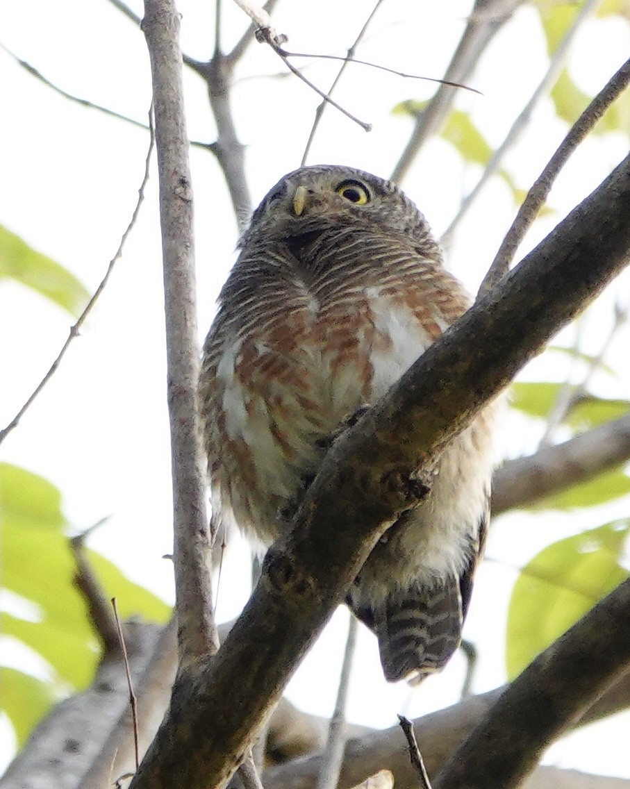 Asian Barred Owlet - ML210698341