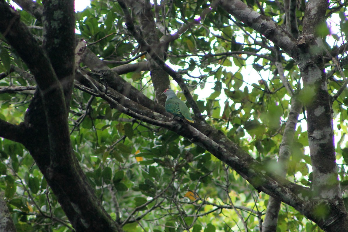 Rose-crowned Fruit-Dove - ML210701061