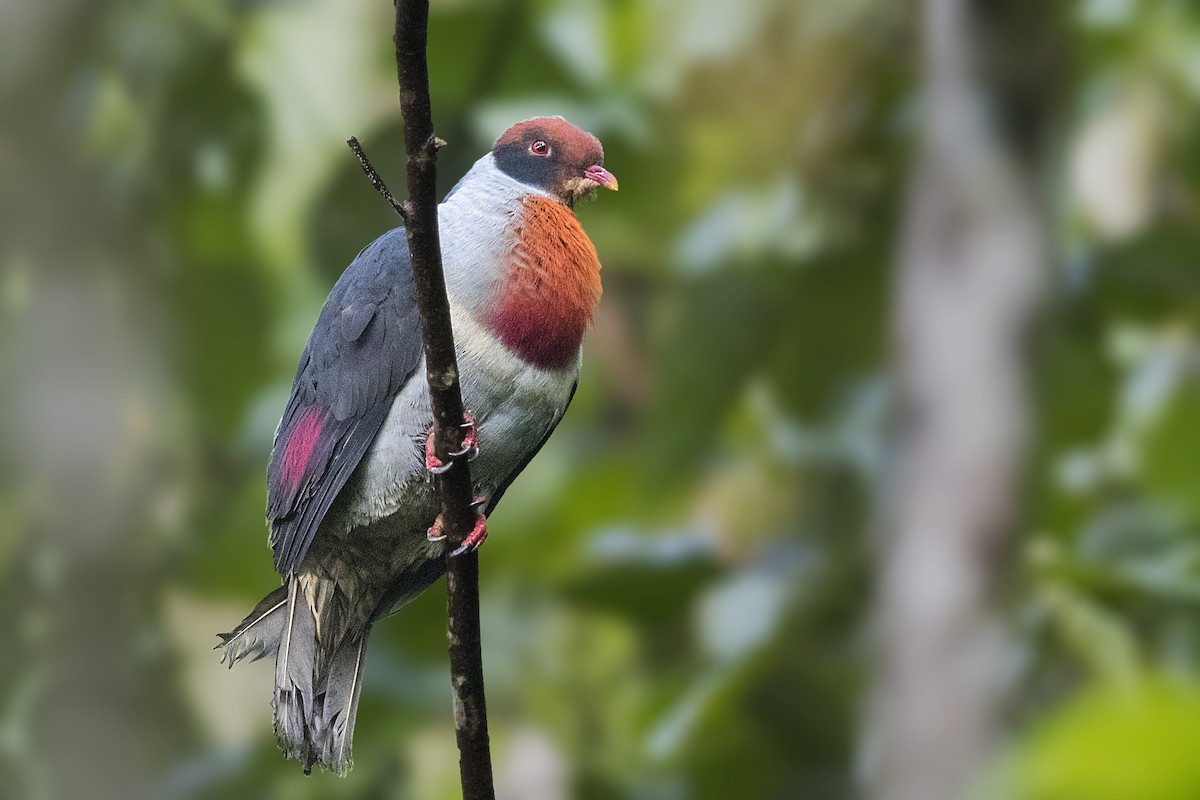 Flame-breasted Fruit-Dove - ML210703571