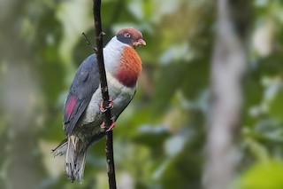 Flame-breasted Fruit-Dove, ML210703571