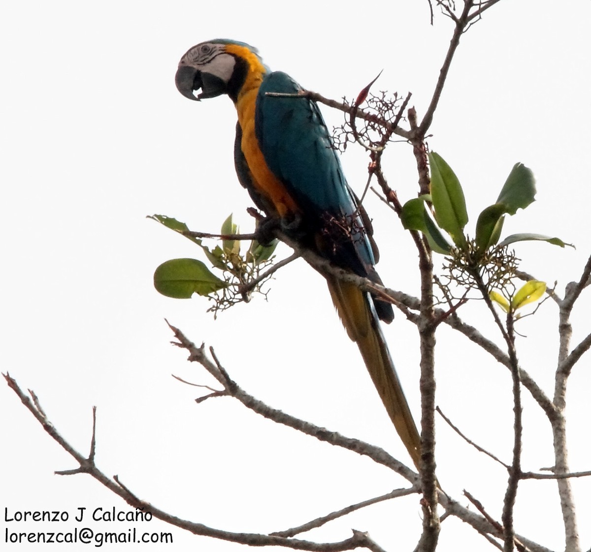 Blue-and-yellow Macaw - Lorenzo Calcaño