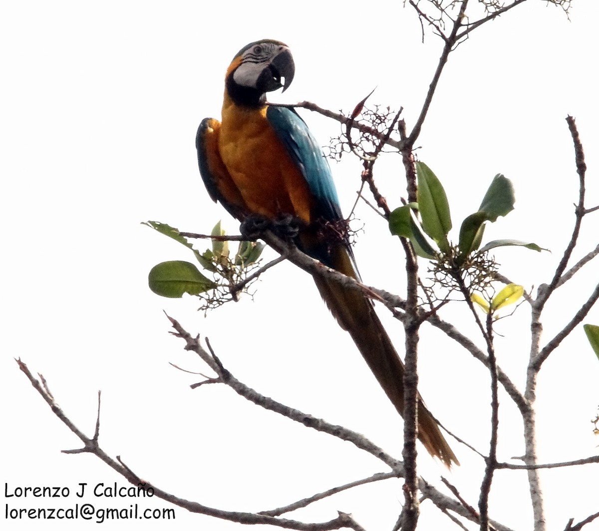 Blue-and-yellow Macaw - Lorenzo Calcaño