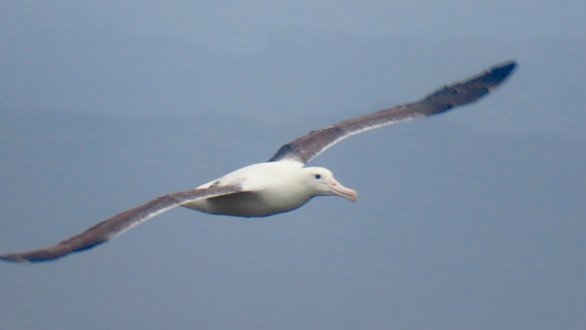 Southern Royal Albatross - Petra Clayton