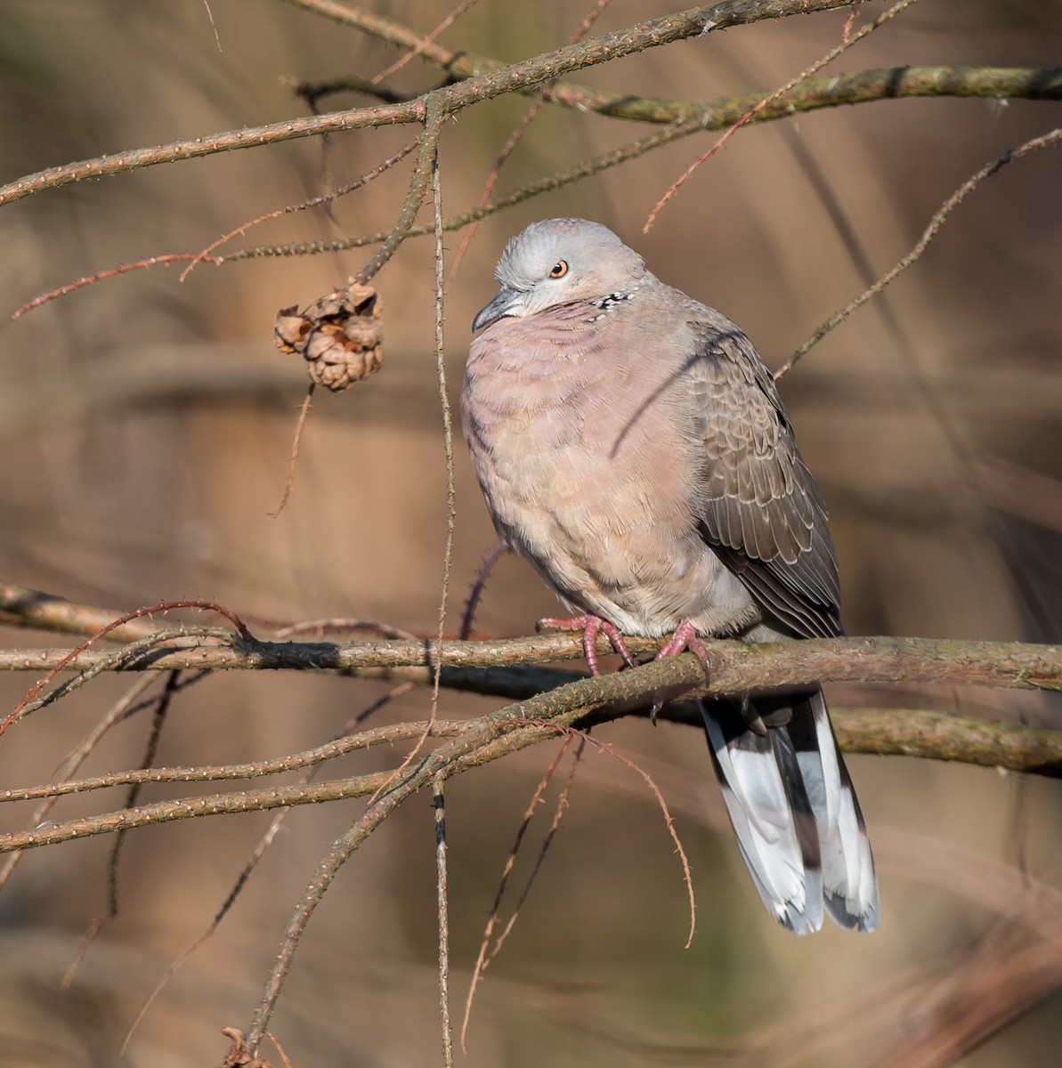 Spotted Dove - ML210707041