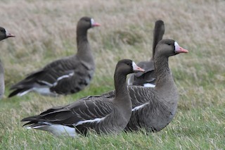 Greater White-fronted Goose, ML210707541