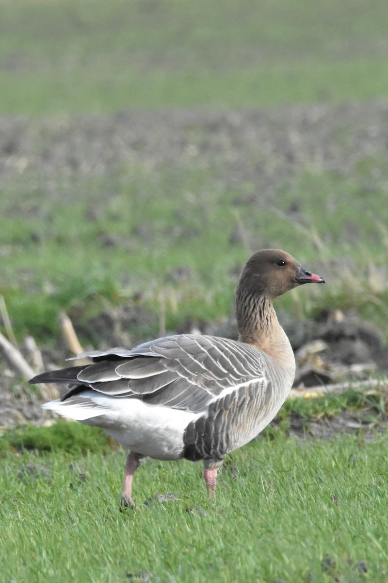 Pink-footed Goose - ML210707621
