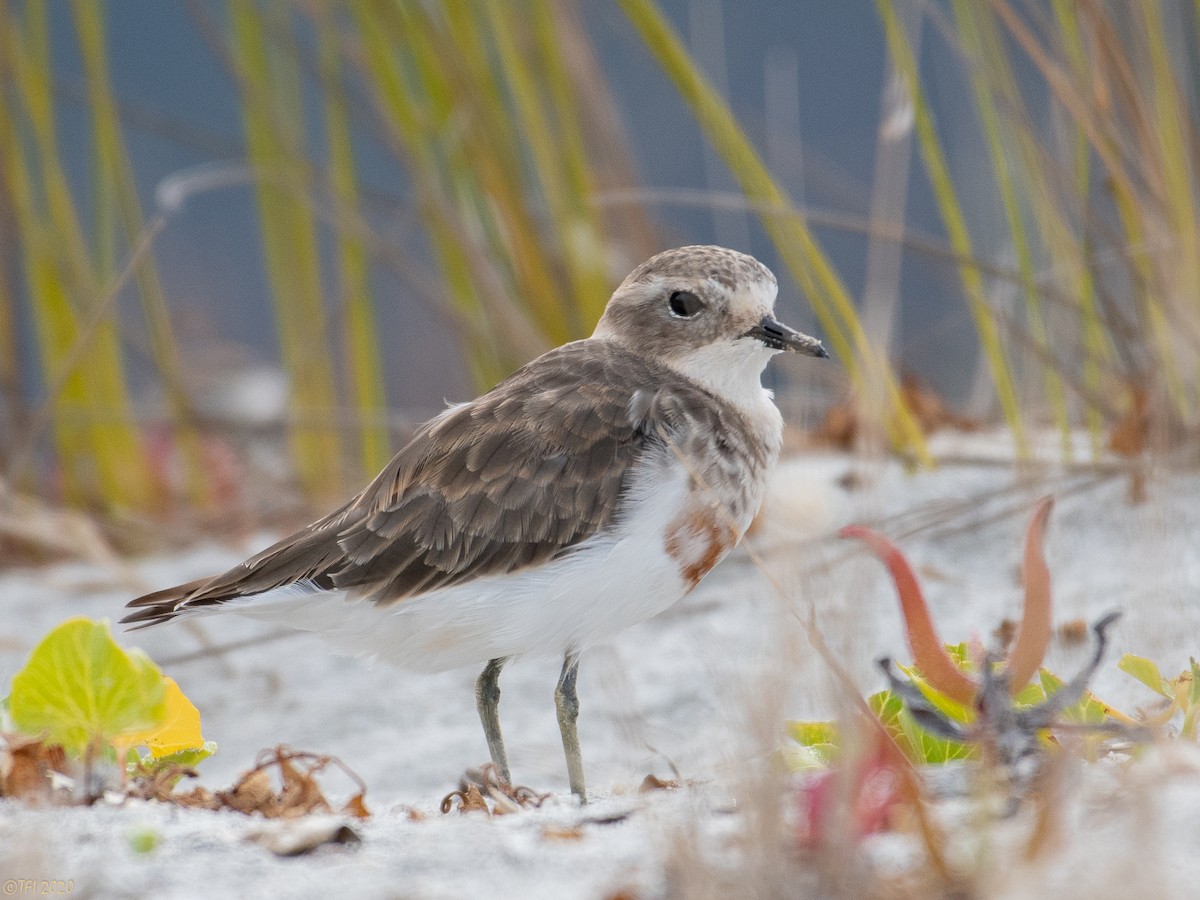 Double-banded Plover - T I