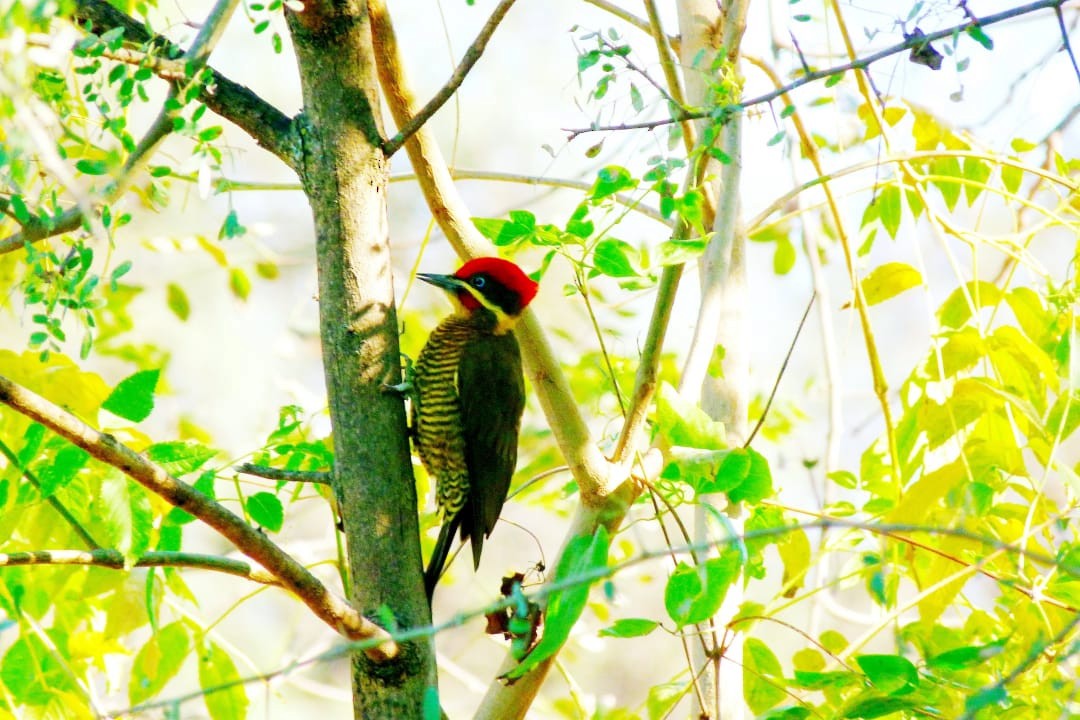 Golden-green Woodpecker - Susana Baño