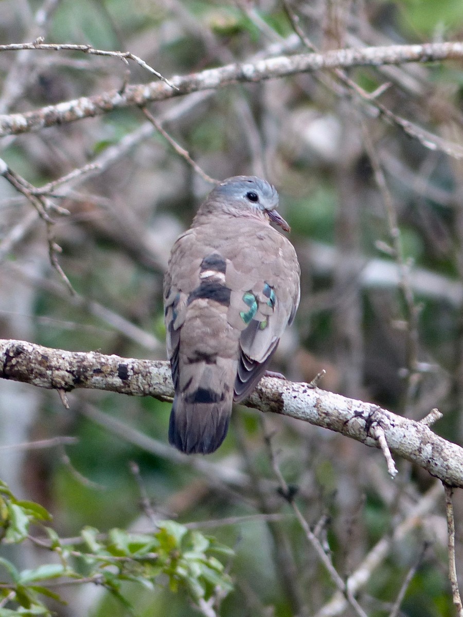 Emerald-spotted Wood-Dove - Jenny Bowman