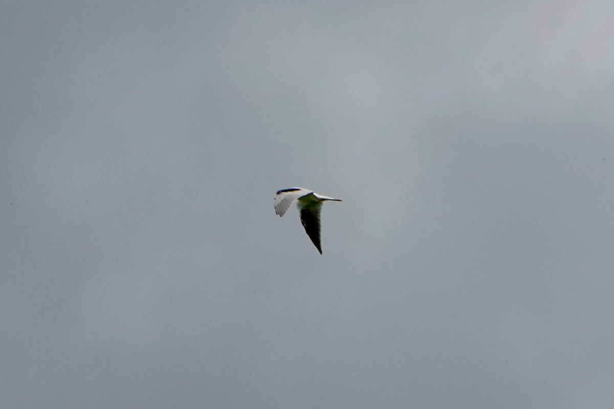 Black-shouldered Kite - Pablo Alvarez Yanez