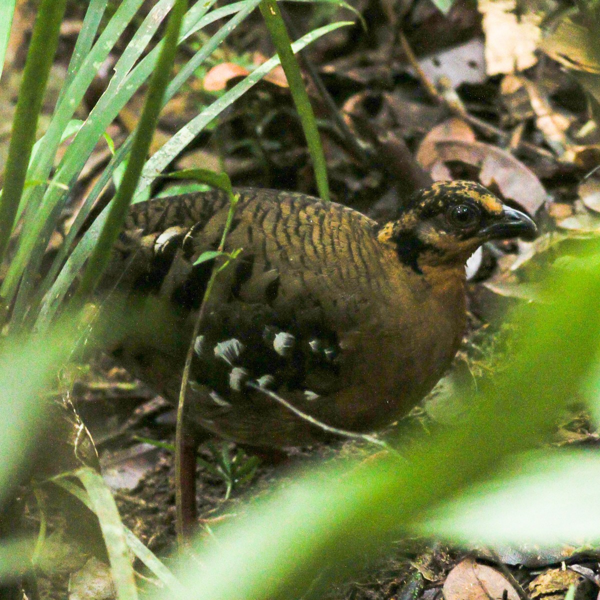 Red-breasted Partridge - ML210718341