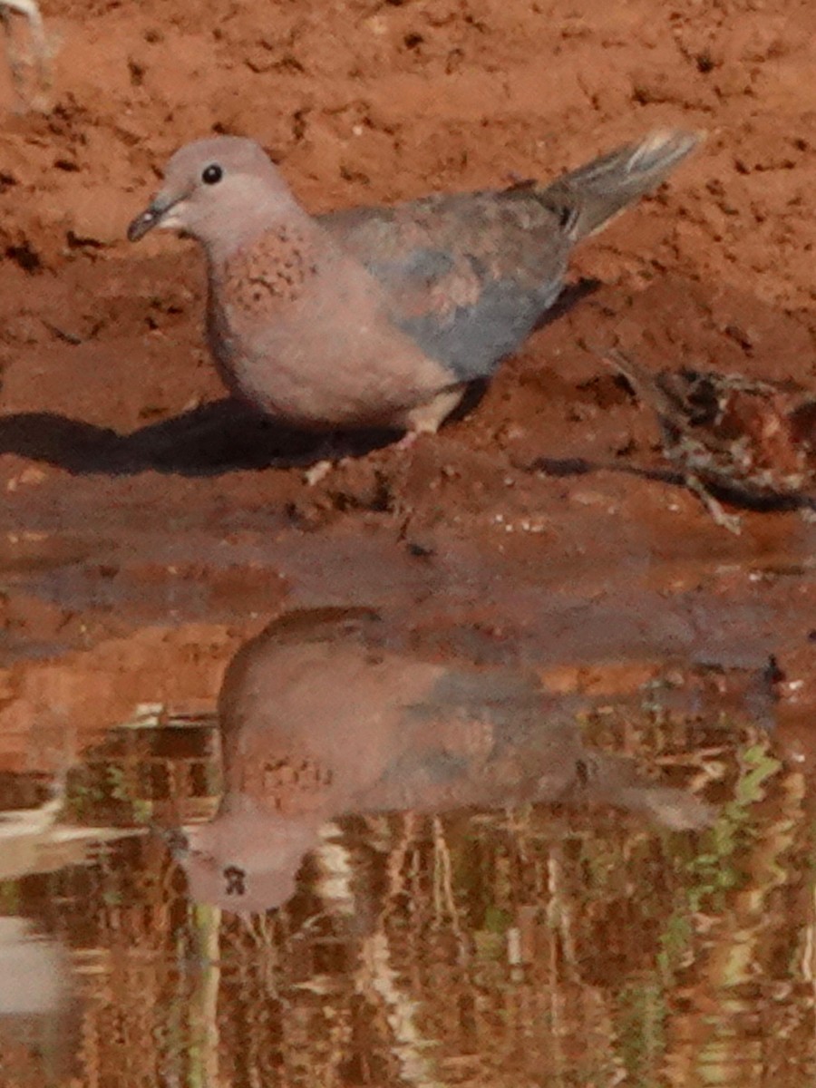 Laughing Dove - ML210721281