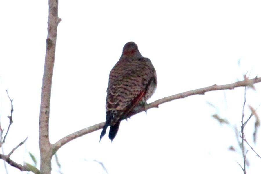 Northern Flicker (Yellow-shafted x Red-shafted) - ML21072411