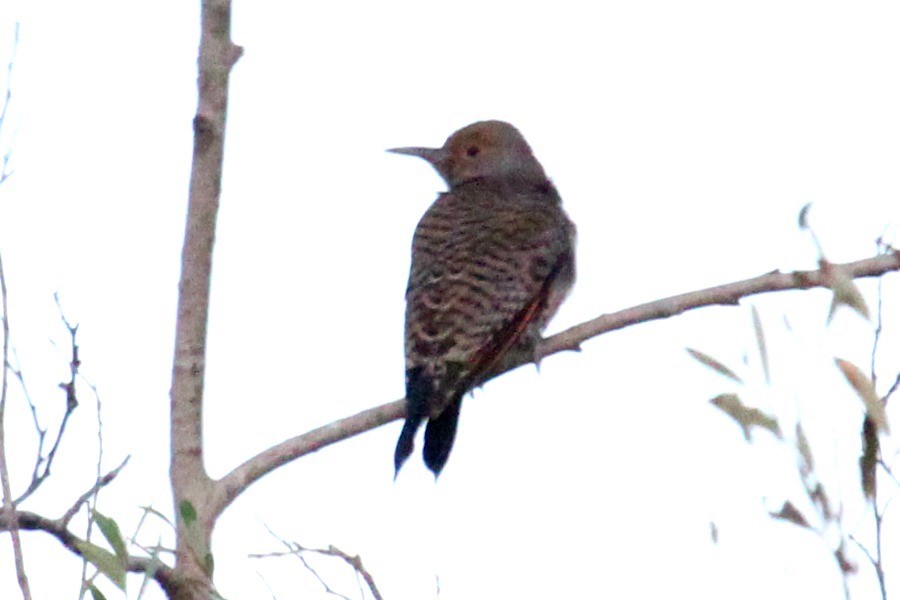 Northern Flicker (Yellow-shafted x Red-shafted) - ML21072421
