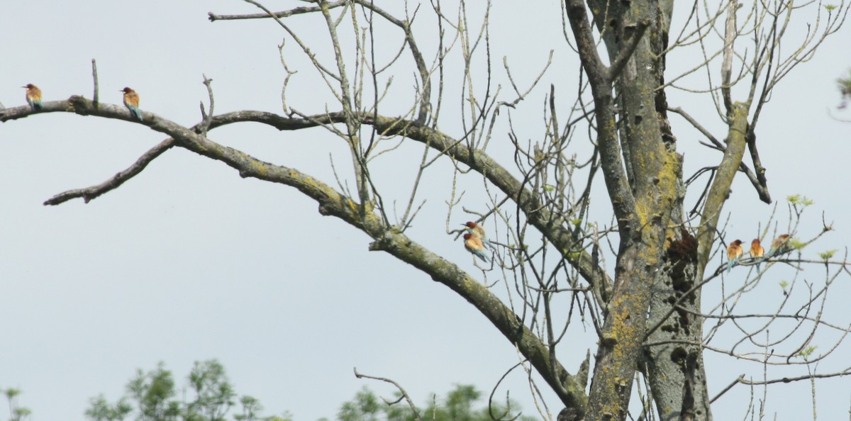 European Bee-eater - Jan Harm Wiers
