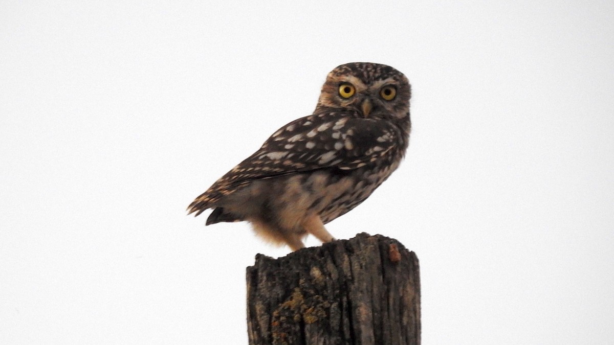Little Owl - Peter Hines