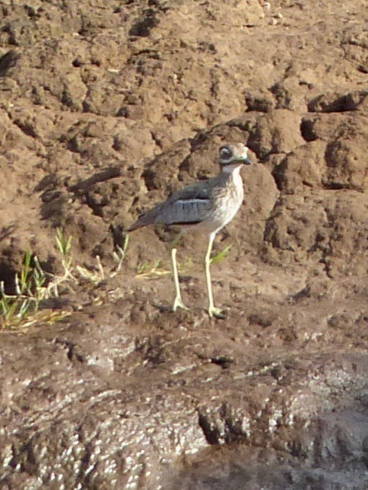 Water Thick-knee - Jenny Bowman