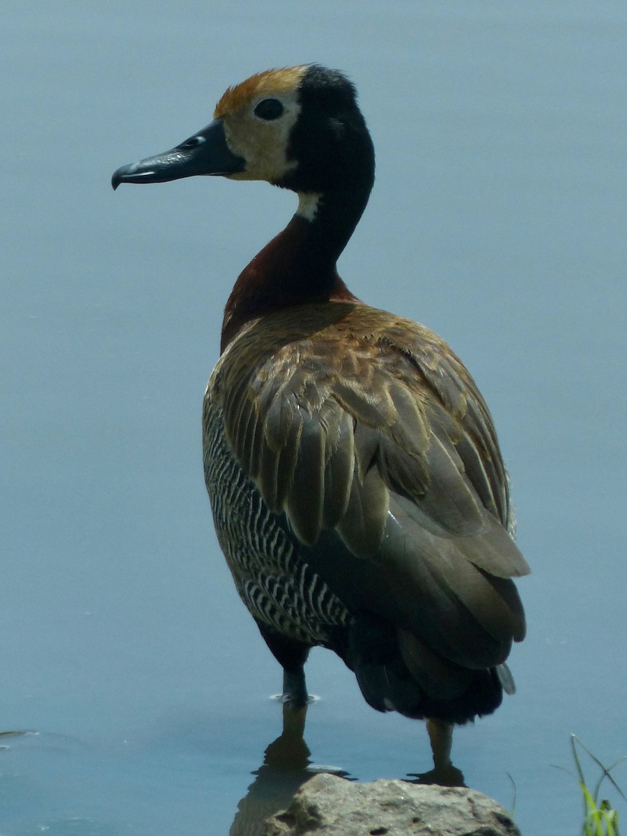 White-faced Whistling-Duck - Jenny Bowman