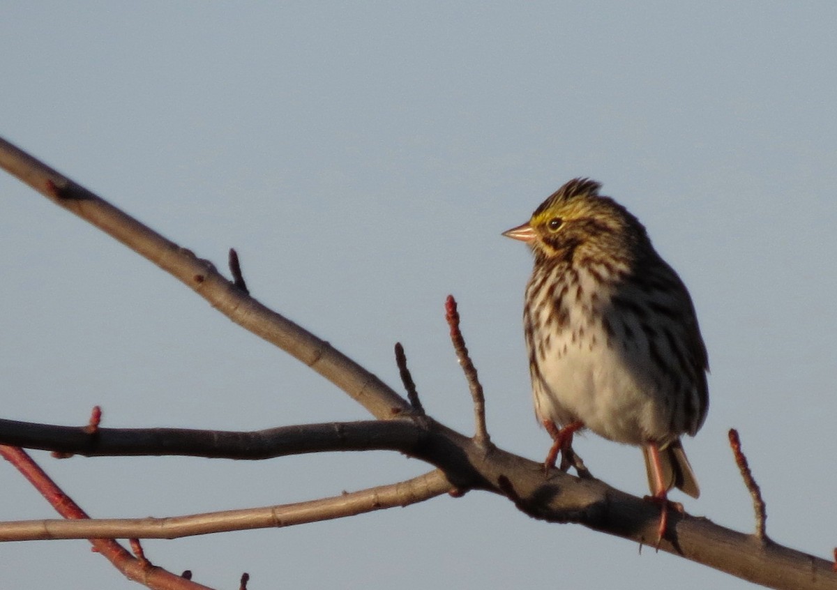 Savannah Sparrow - ML21073621