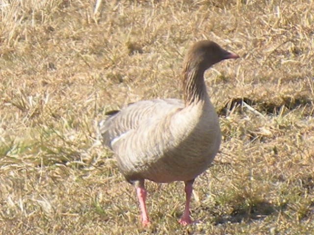 Pink-footed Goose - Don Clark