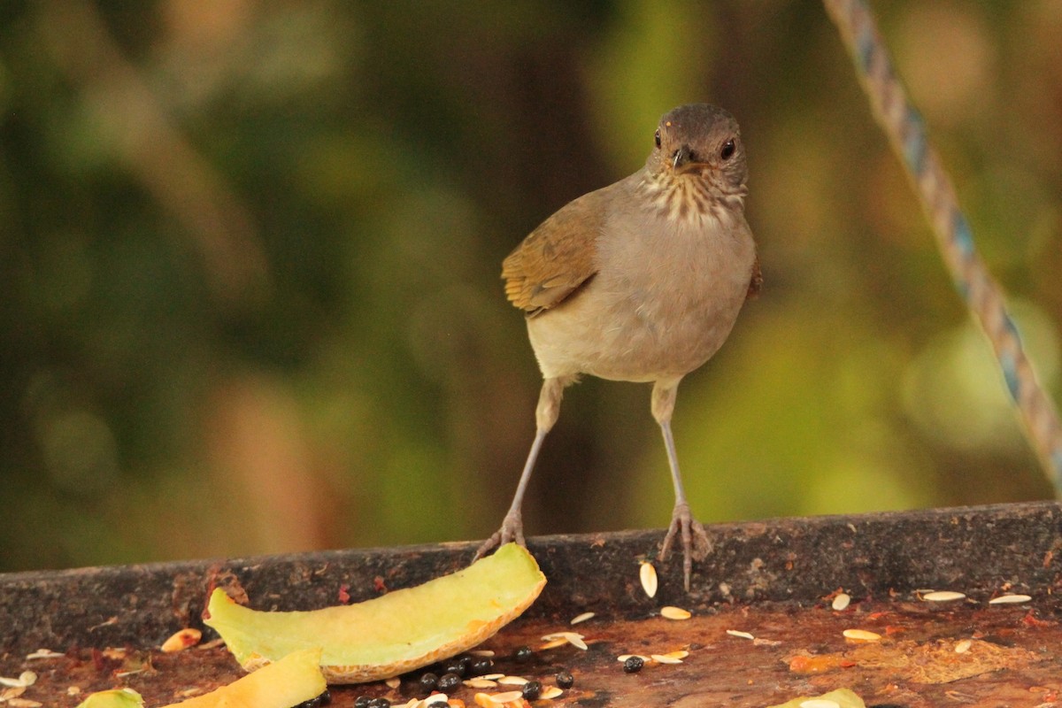 Pale-breasted Thrush - ML210743021