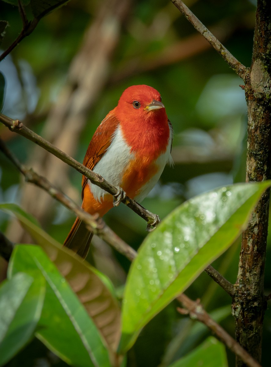 Scarlet-and-white Tanager - ML210747111
