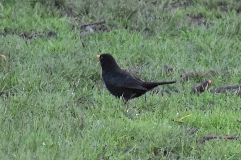 Eurasian Blackbird - ML210753341