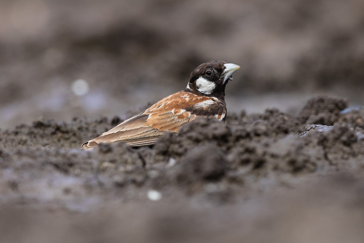 Chestnut-backed Sparrow-Lark - Stefan Hirsch