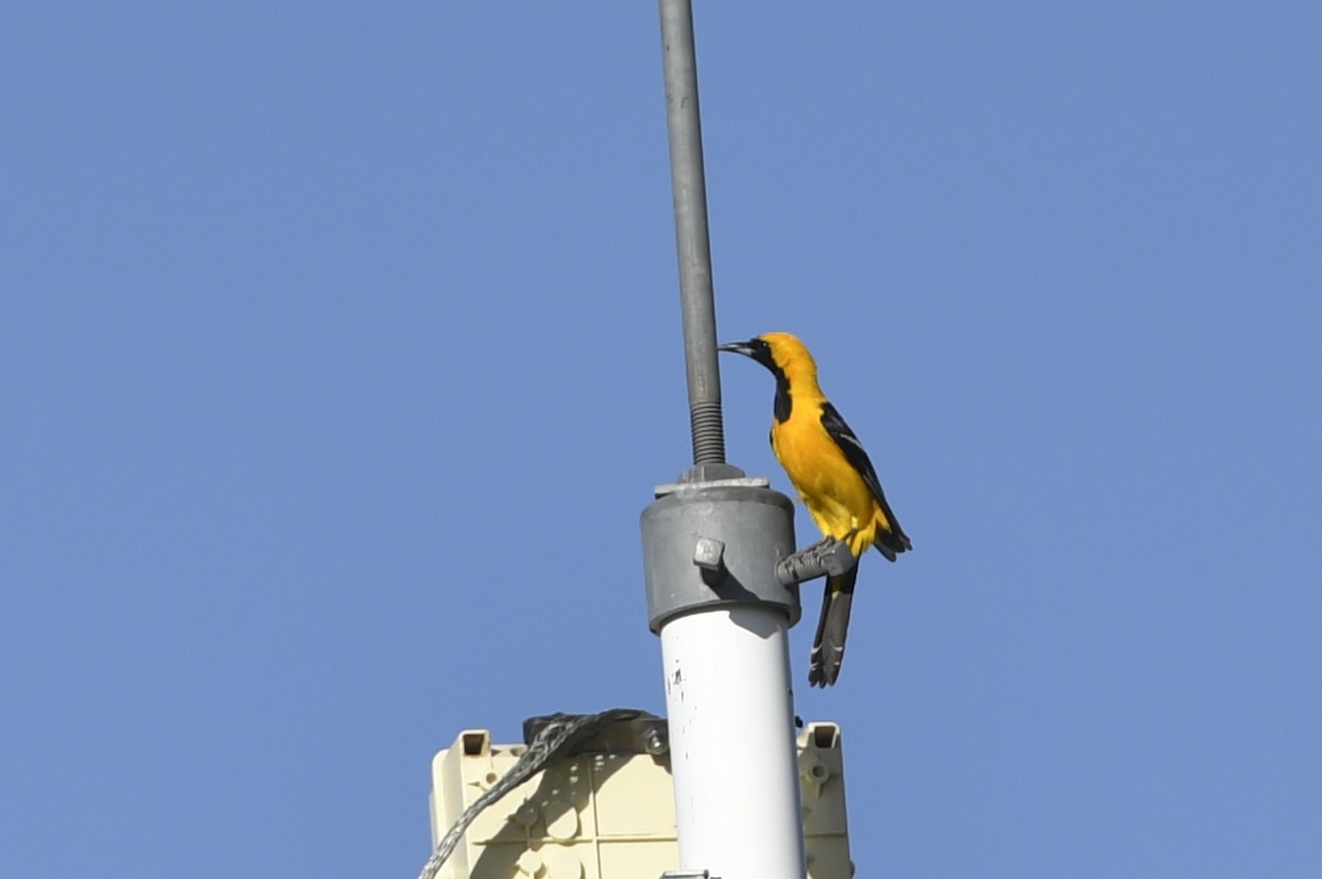 Hooded Oriole (nelsoni Group) - ML210764521