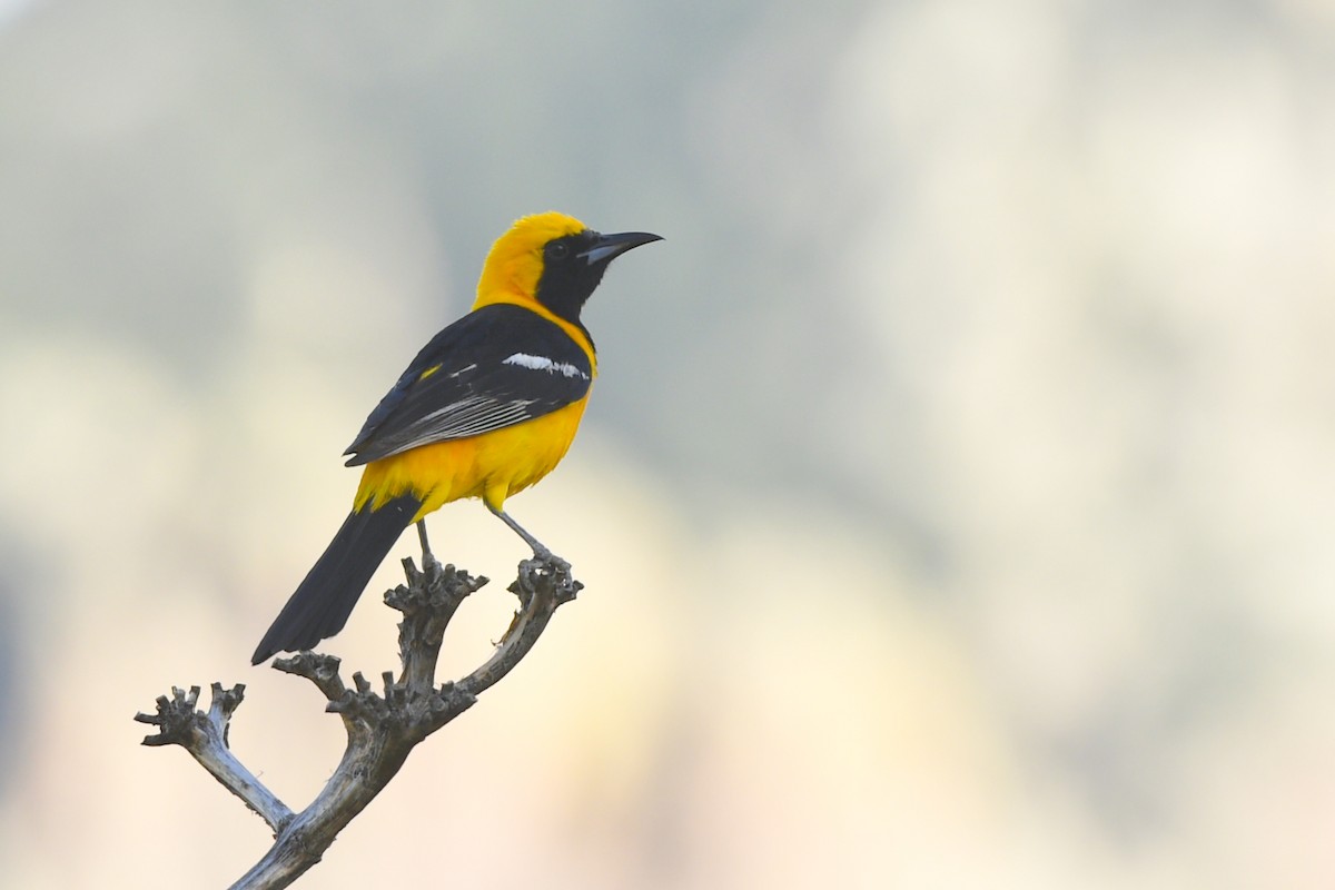 Hooded Oriole (nelsoni Group) - ML210764541