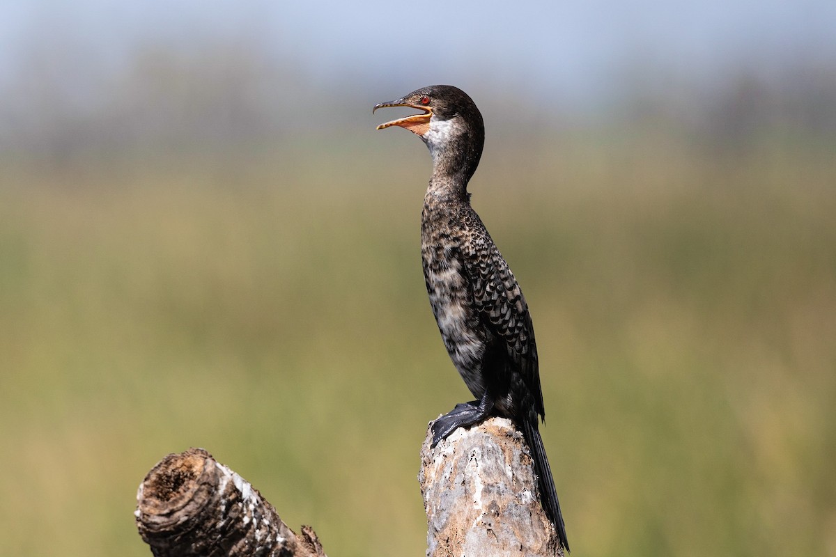 Long-tailed Cormorant - Stefan Hirsch