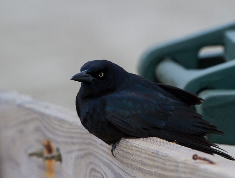 Great-tailed Grackle - ML21076541