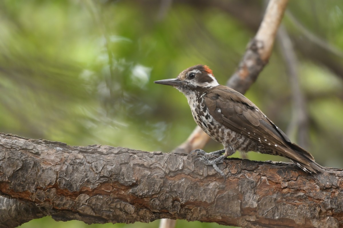 Arizona Woodpecker - Jonathan Irons