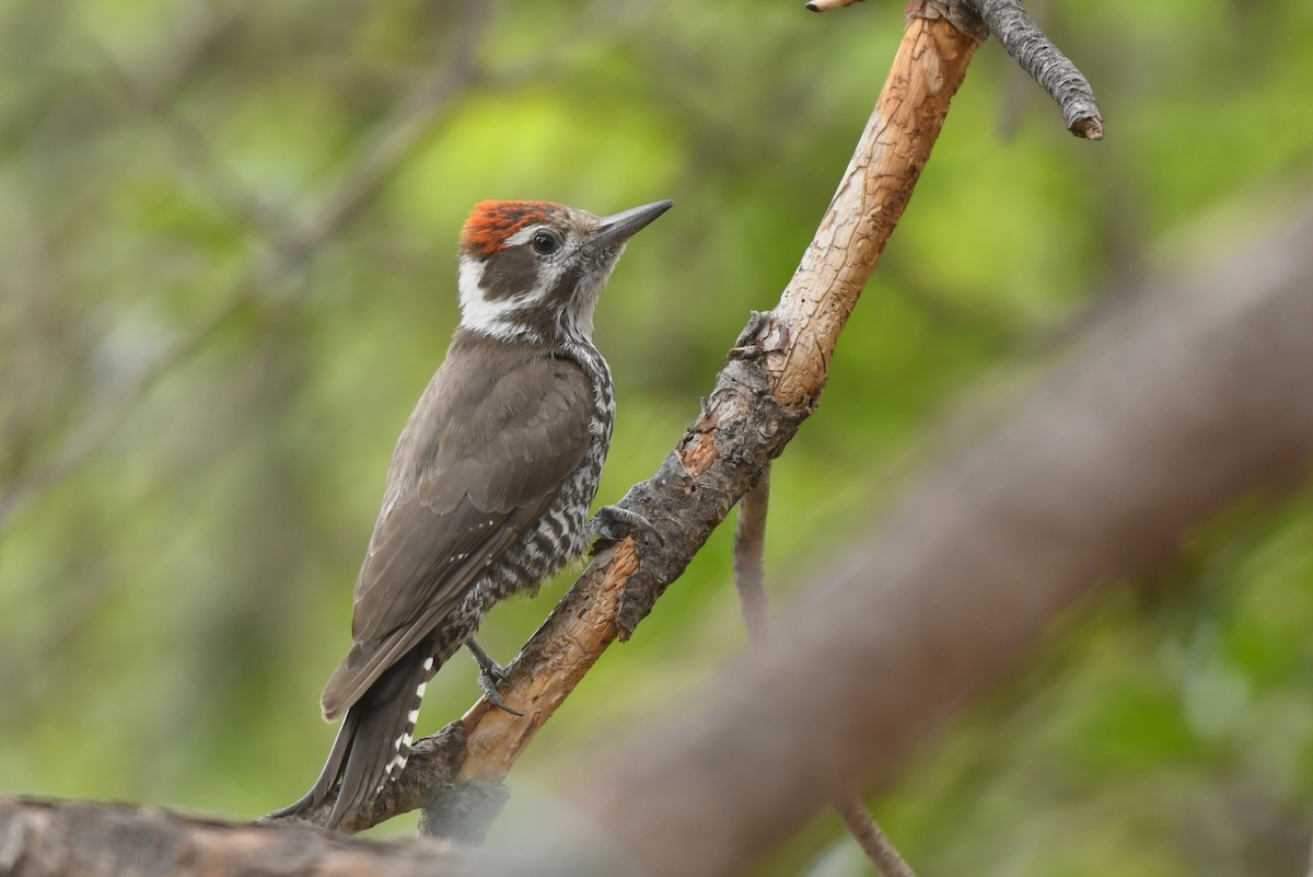 Arizona Woodpecker - Jonathan Irons