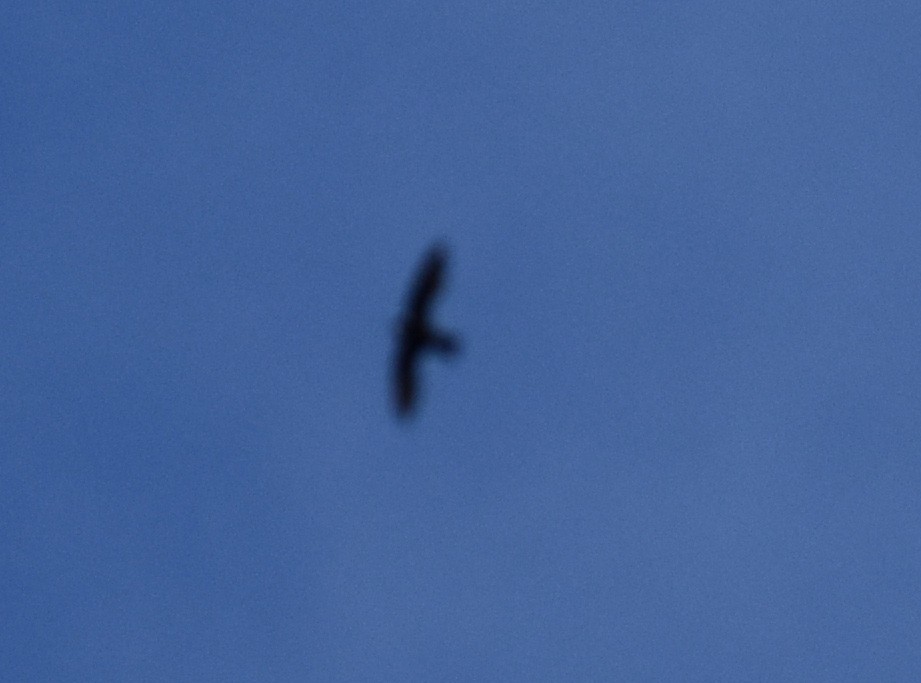 Spot-fronted Swift - ML210765641