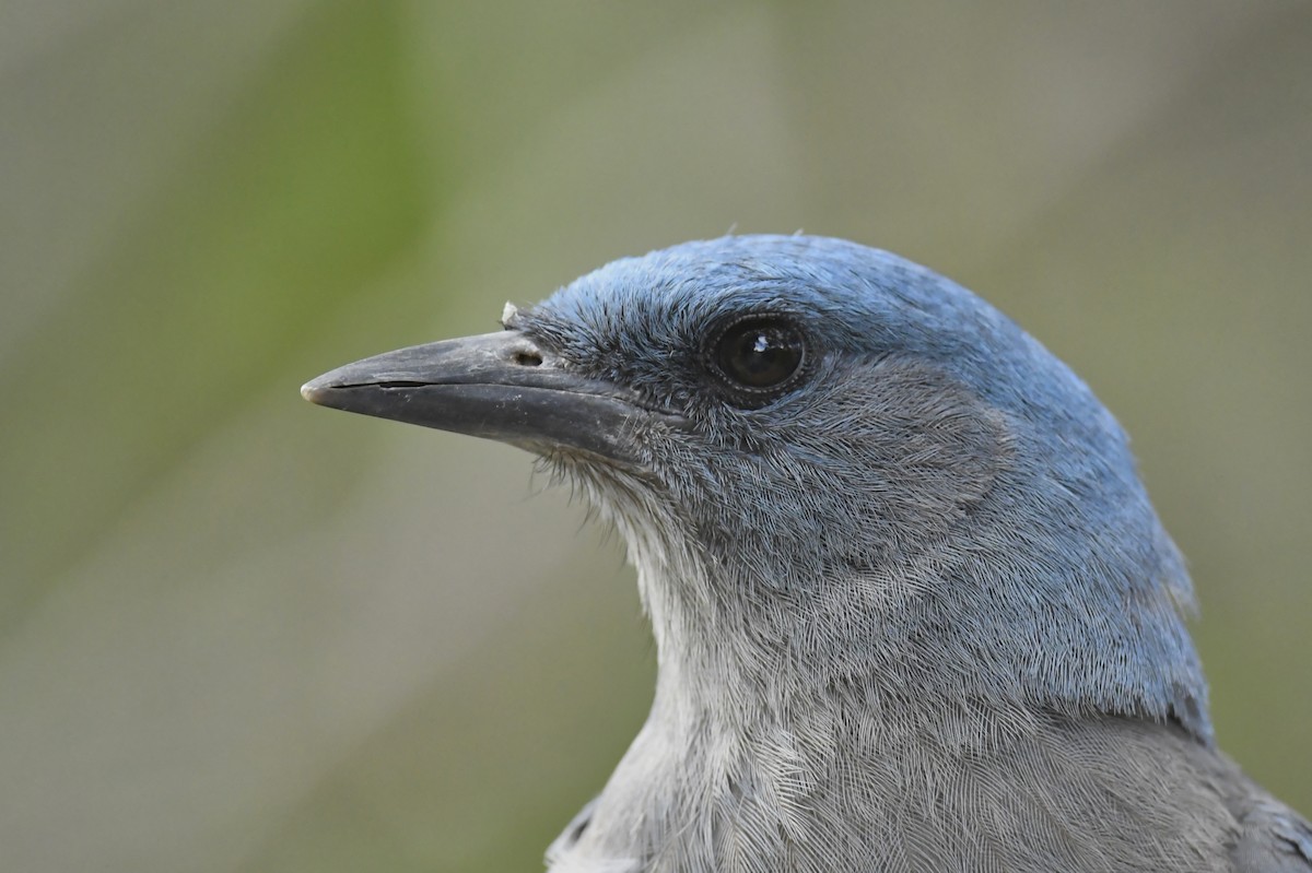Mexican Jay - ML210765921