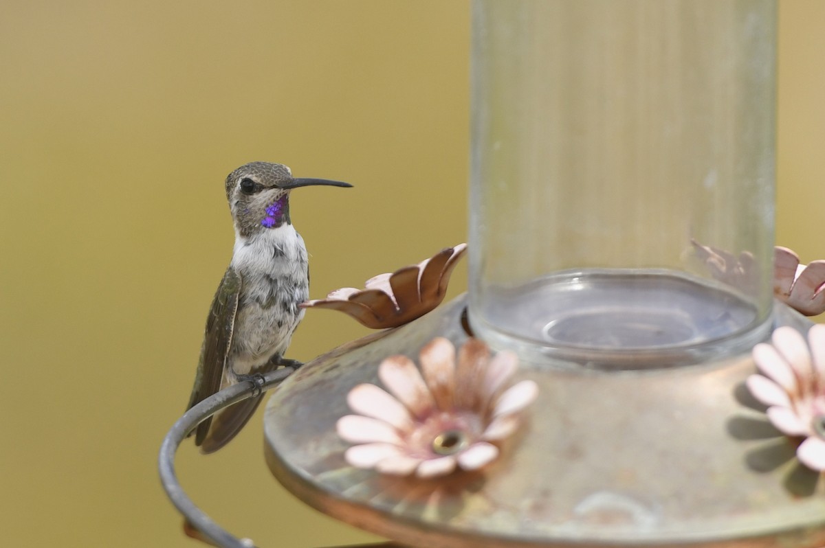 Costa's Hummingbird - ML210769041