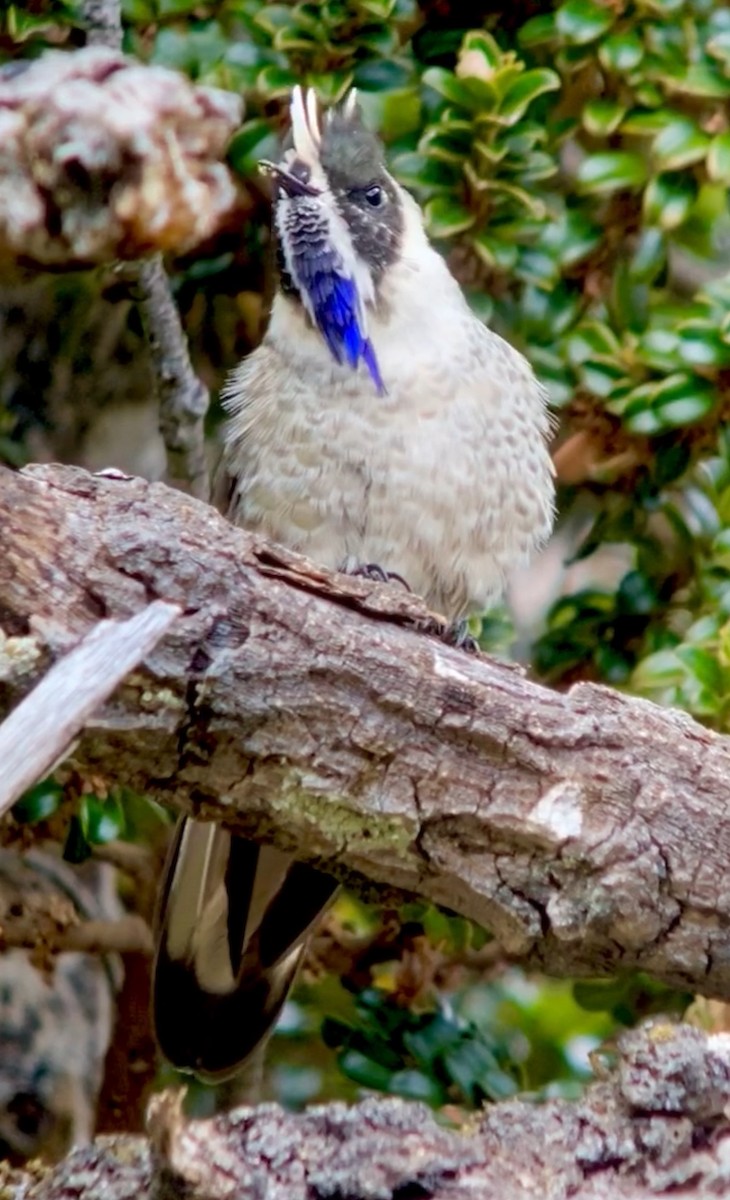 Blue-bearded Helmetcrest - William Orellana (Beaks and Peaks)