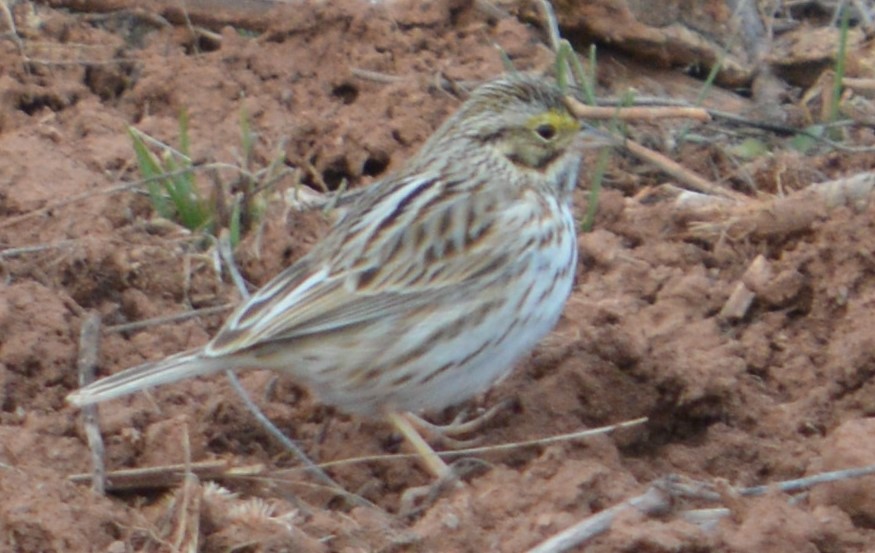 Savannah Sparrow - ML210772381