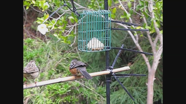 Spotted Towhee - ML210777621