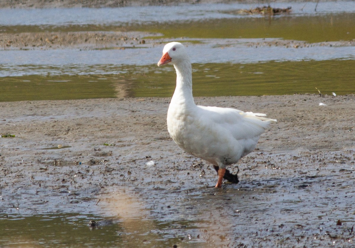 Graylag Goose (Domestic type) - ML210779441