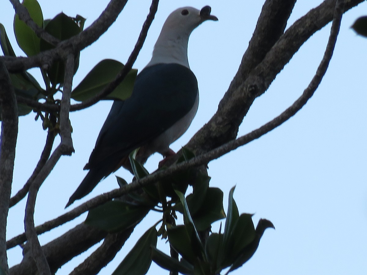 Spice Imperial-Pigeon - Simon Thornhill