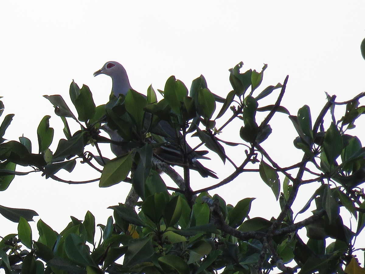 Pinon's Imperial-Pigeon - ML210781331