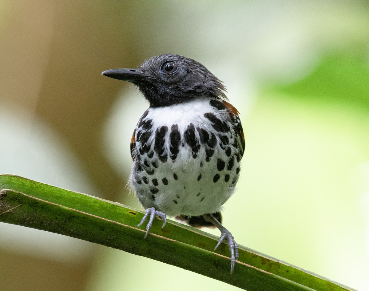 Spotted Antbird - ML210782591