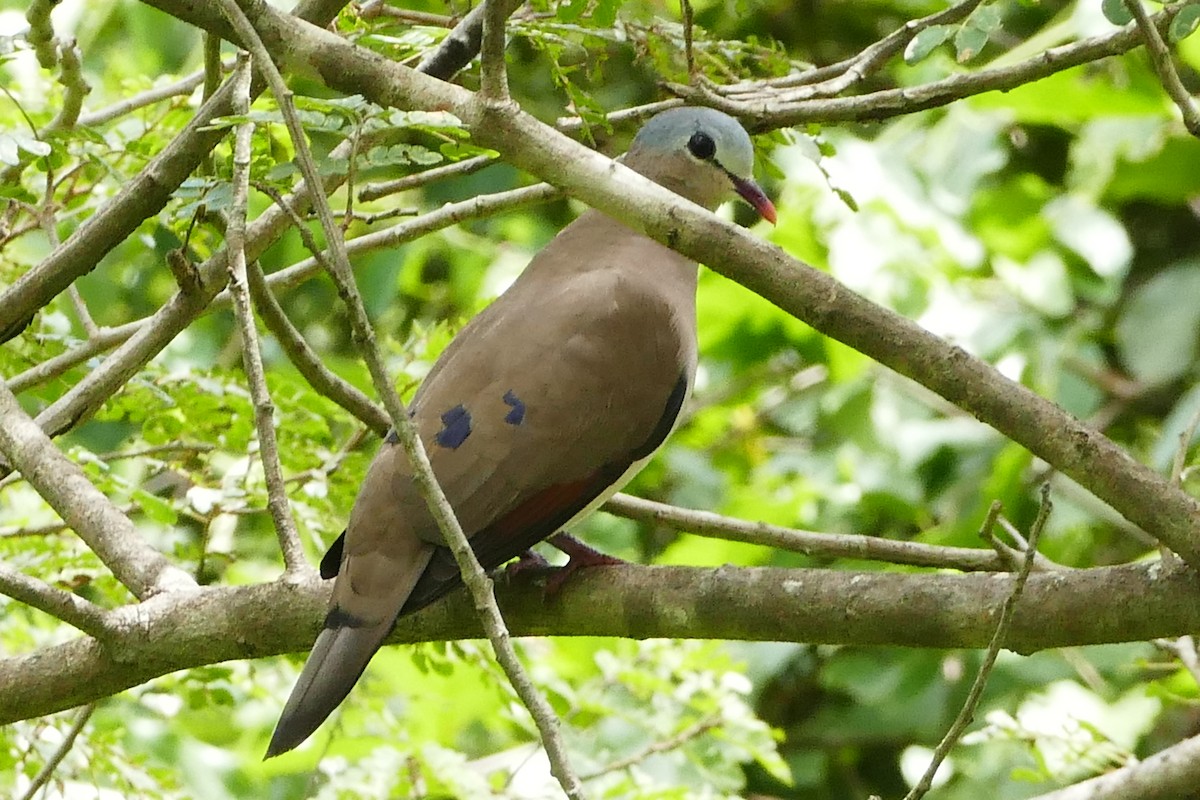 Blue-spotted Wood-Dove - Peter Kaestner