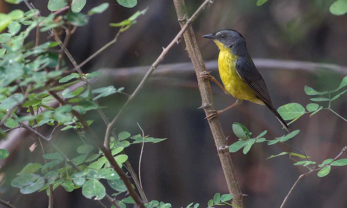 Gray-and-gold Warbler - ML210790271