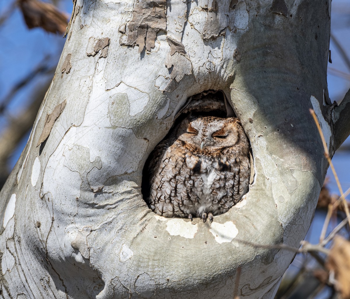 Eastern Screech-Owl - John Longhenry