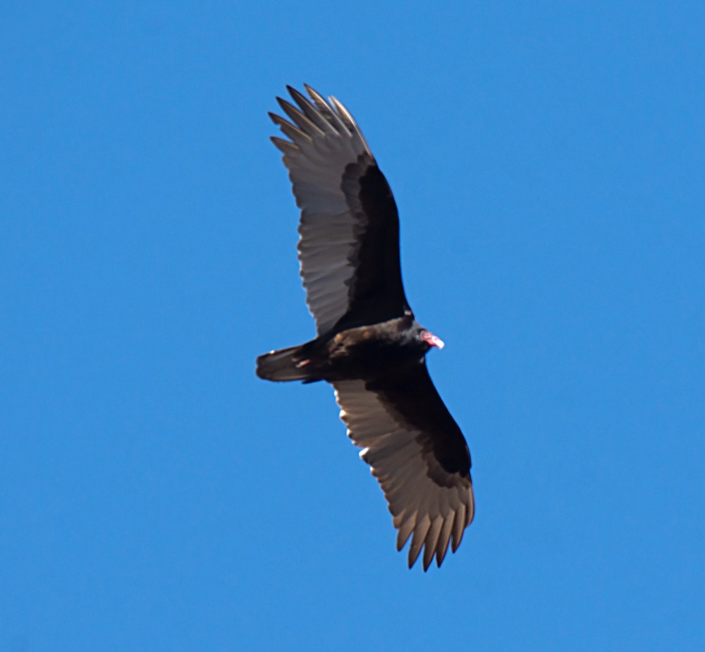 Turkey Vulture - Jack and Shirley Foreman